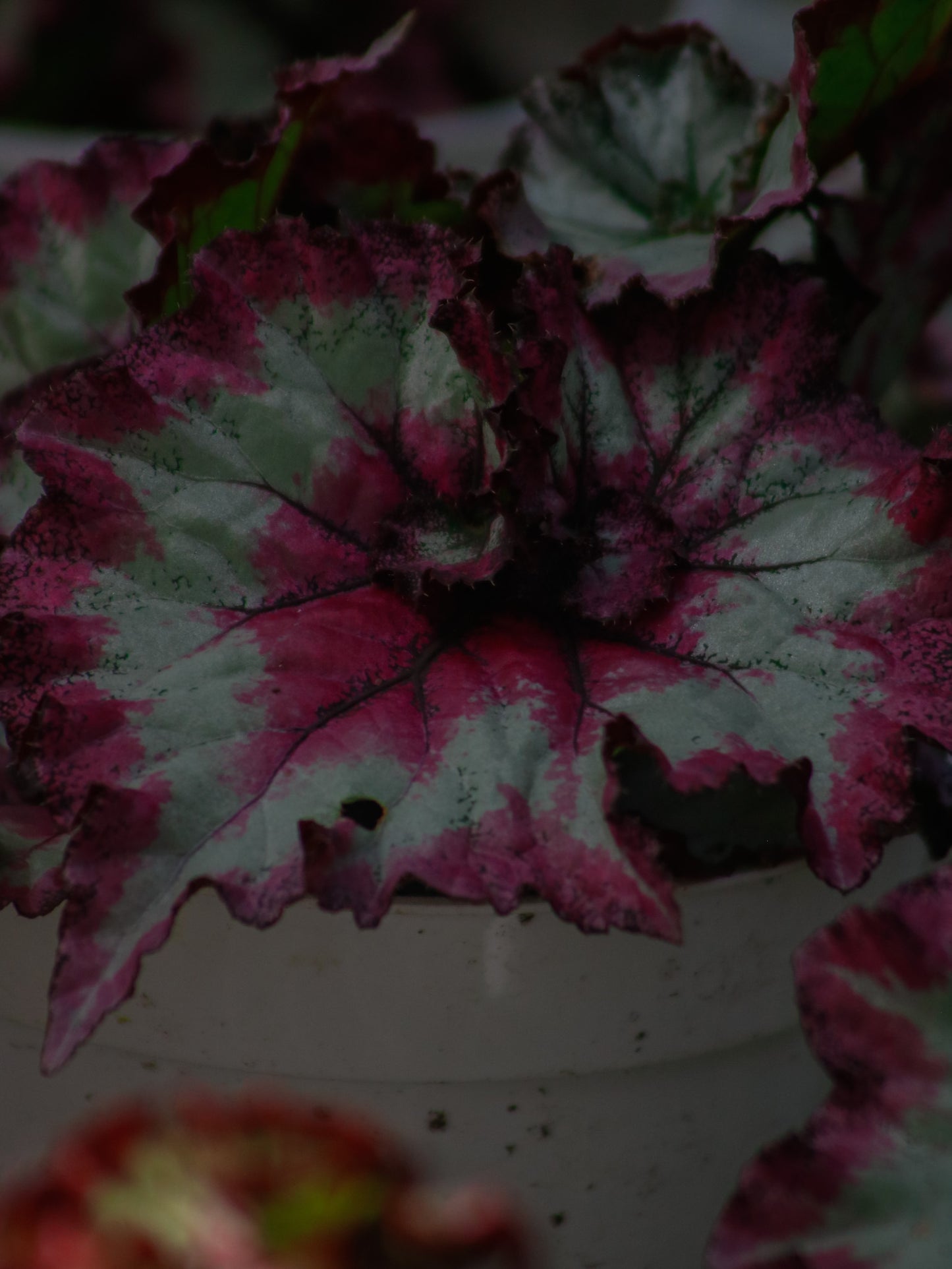 Fandango Begonia Rex