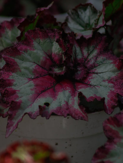 Fandango Begonia Rex