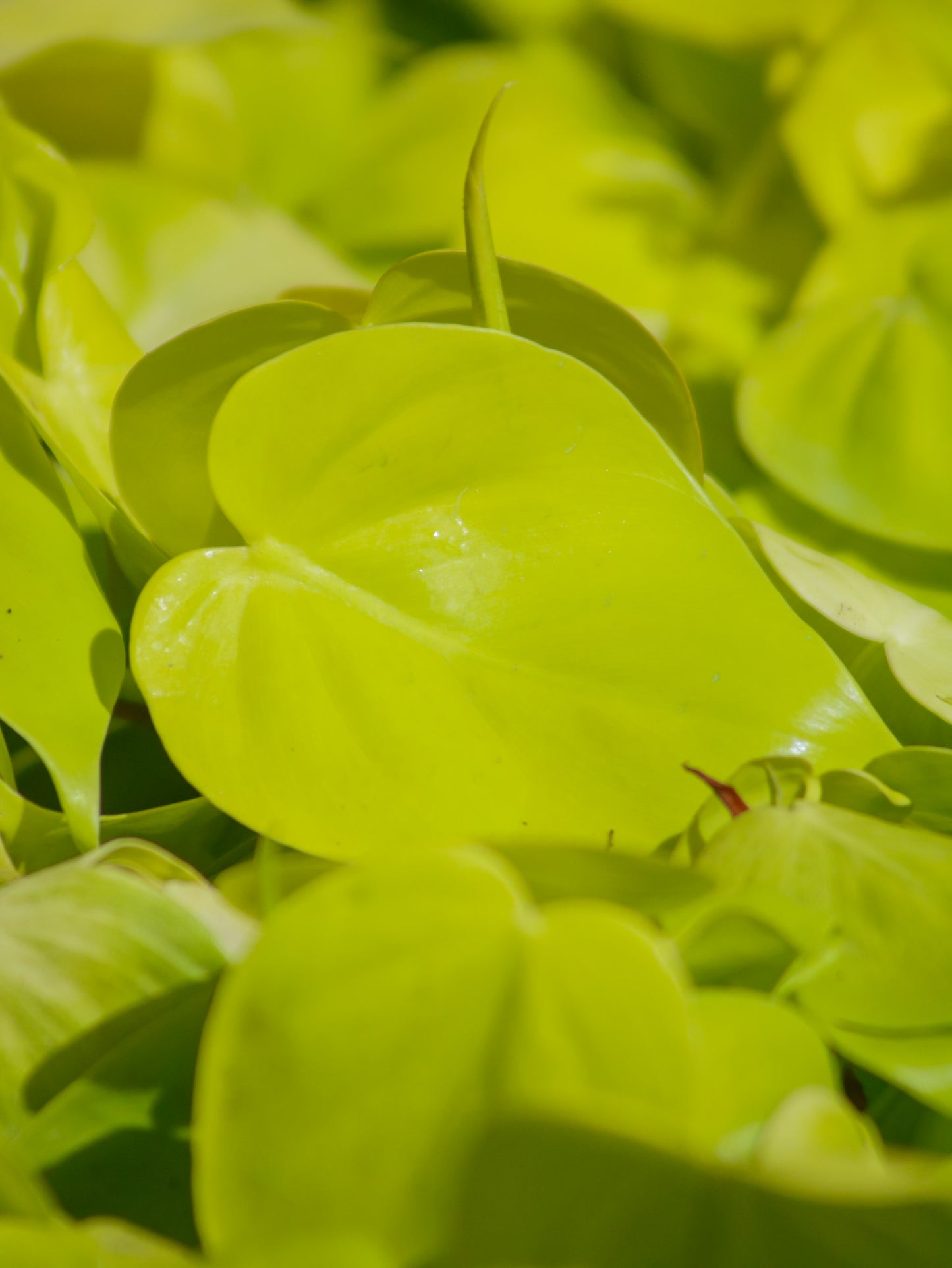Neon Heartleaf Philodendron