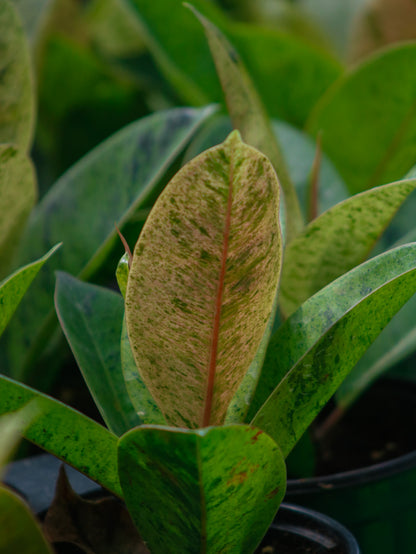 Shivereana Moonshine Ficus
