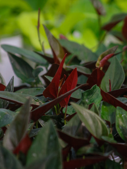 Red Arrow ‘Llano Carti’ Syngonium