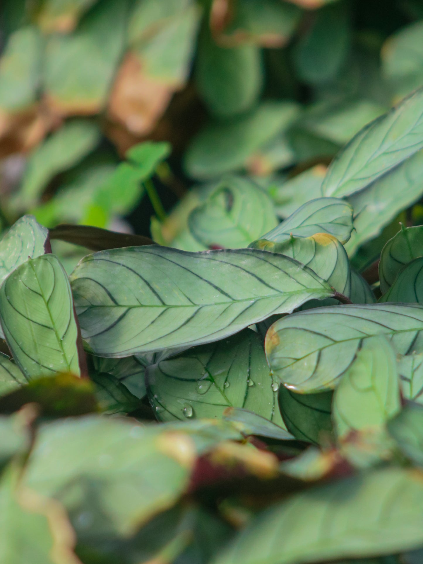 Amagris Prayer Maranta