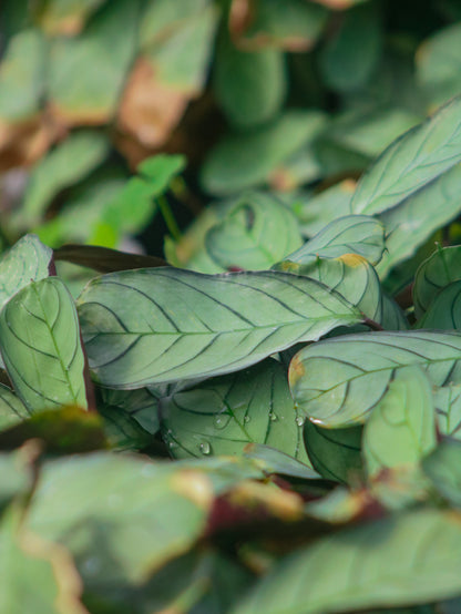 Amagris Prayer Maranta
