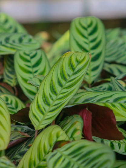 Fishbone Prayer Maranta
