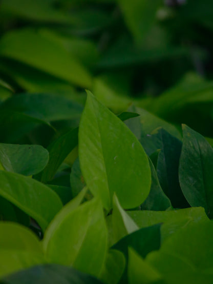 Neon Pothos