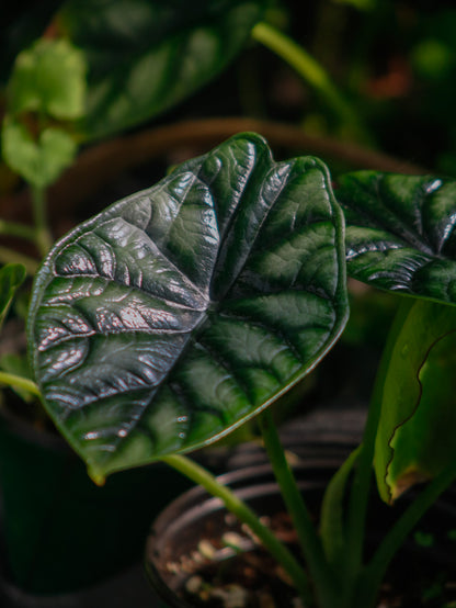 Dragon Scale Alocasia