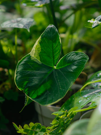 Alocasia Stingray ‘Mickey Mouse’