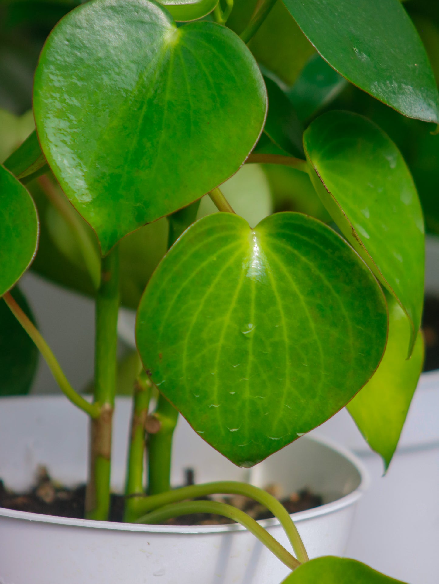 Peperomia Raindrop