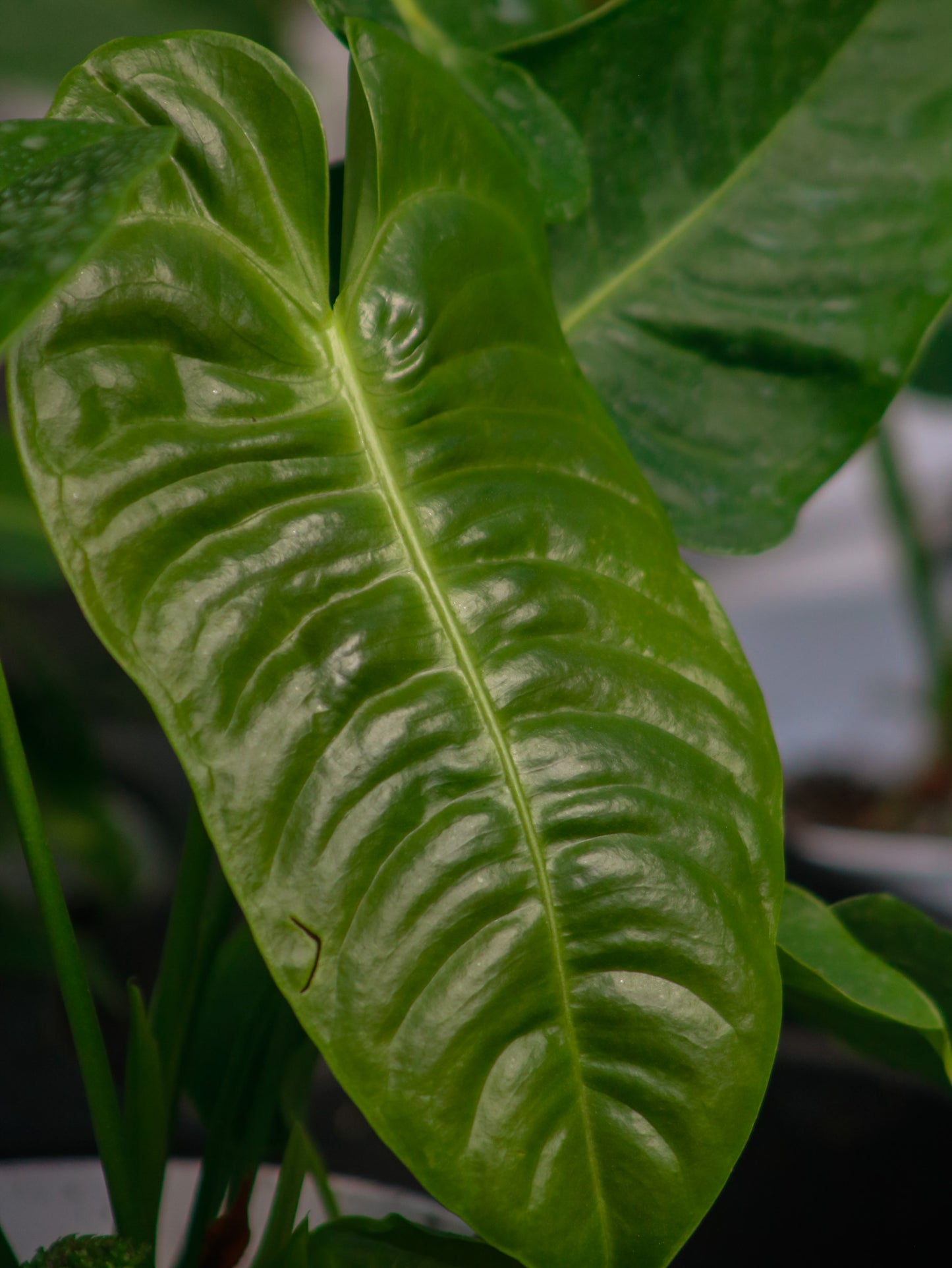 King 'Veitchii' Anthurium