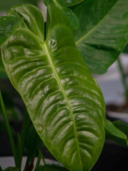 King 'Veitchii' Anthurium
