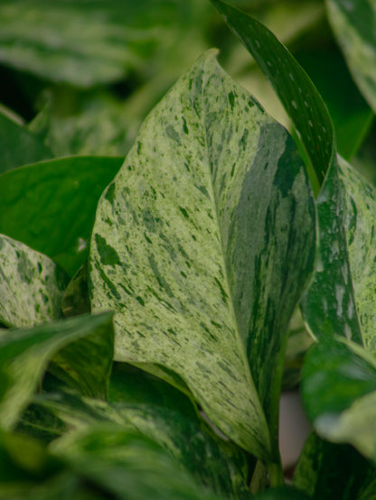 Marble Queen Pothos