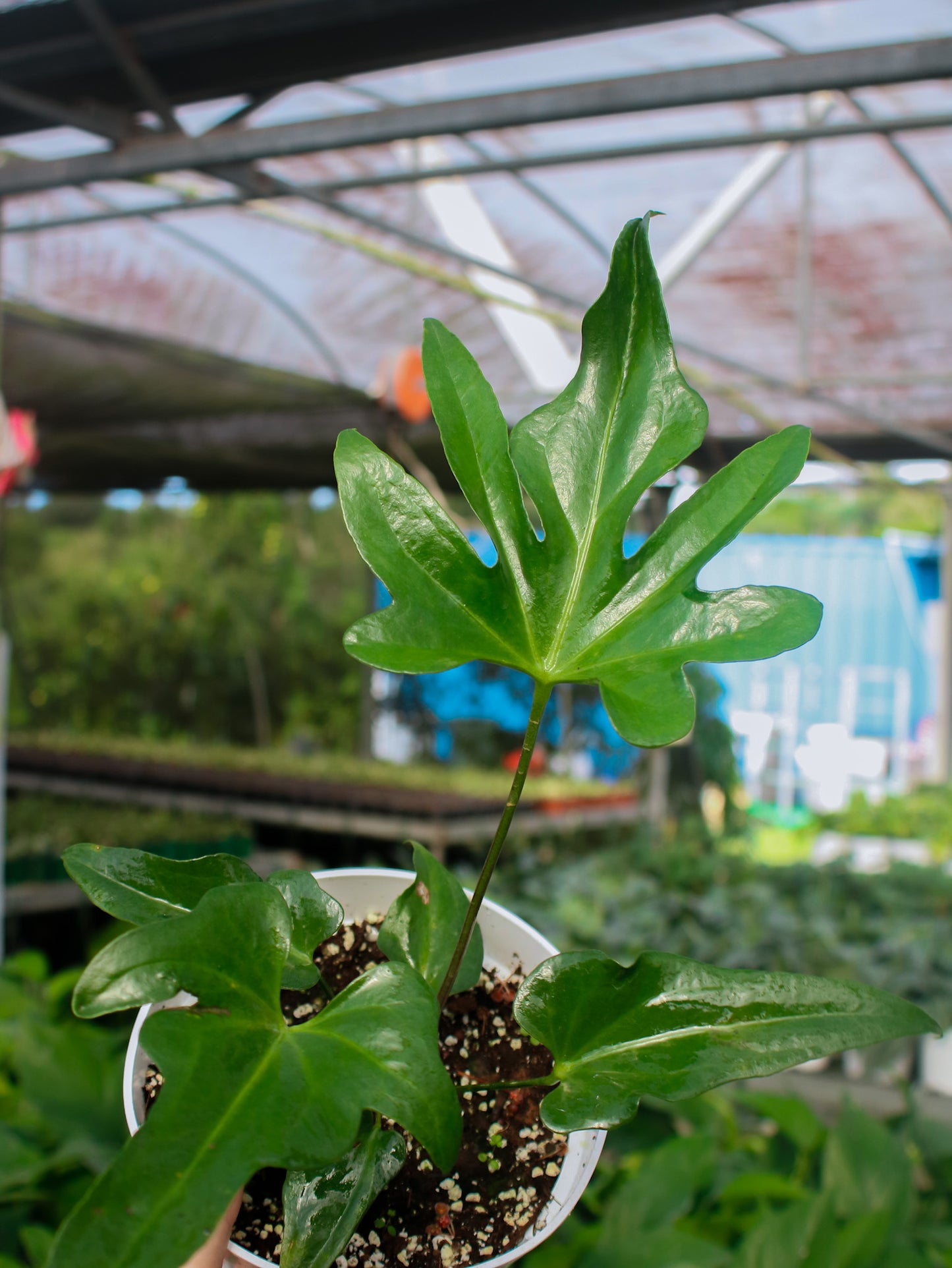 Podophyllum Anthurium
