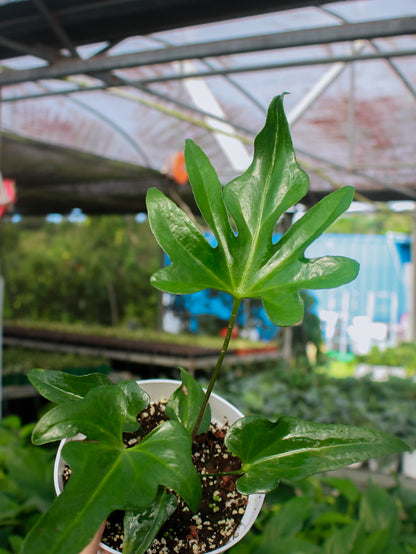 Podophyllum Anthurium