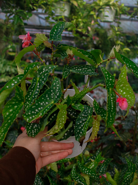 Tamaya Polka Dot Angel Wing Begonia