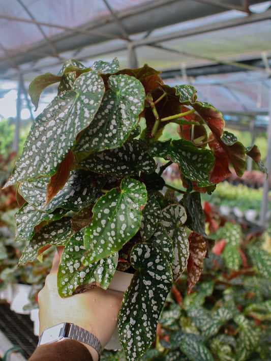 Snow Cap Polka Dot Angel Wing Begonia