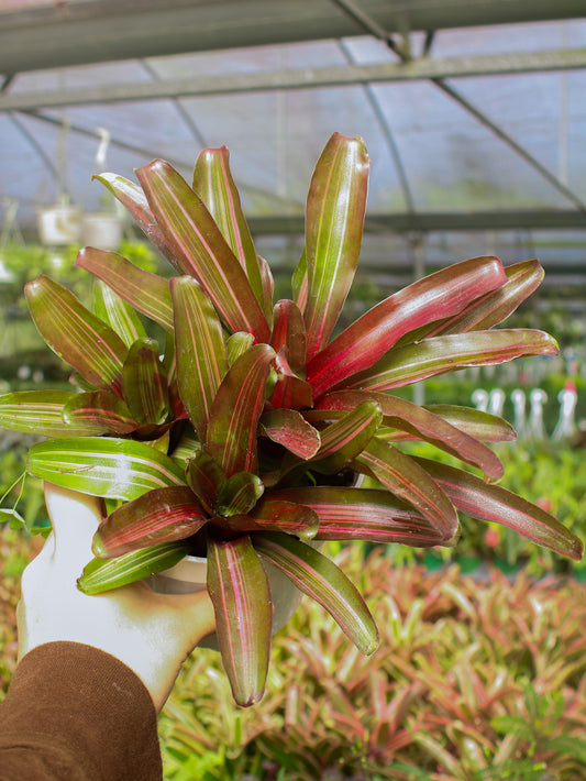 Bromeliad Variegated ‘Rosy’