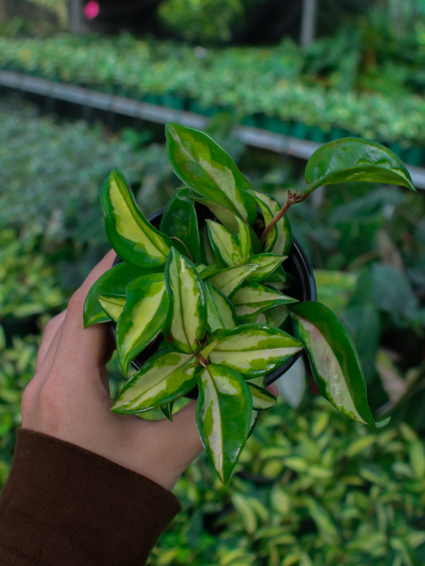 Exótica Tricolor Hoya