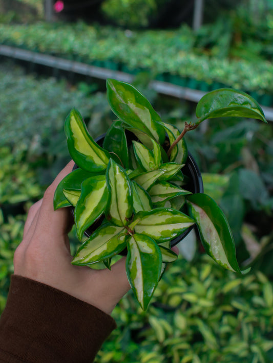 Exótica Tricolor Hoya