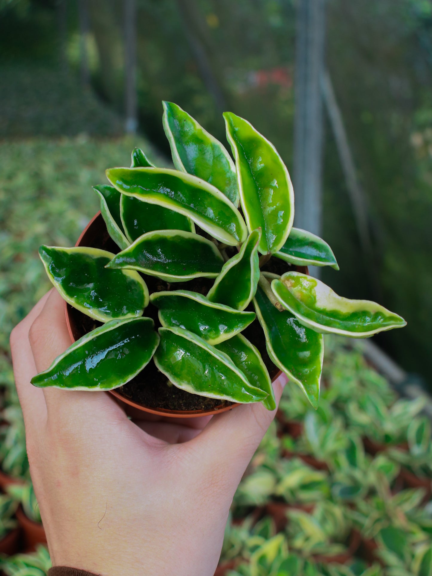 Carnosa Albomarginata Hoya