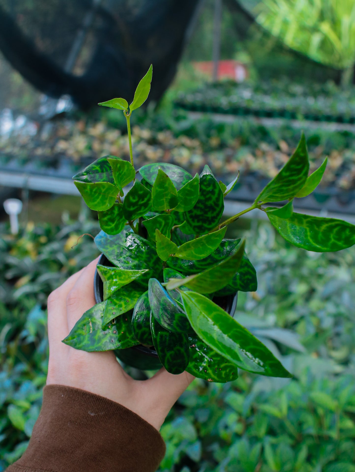 Black Pagoda Lipstick Plant