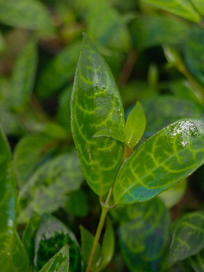 Black Pagoda Lipstick Plant
