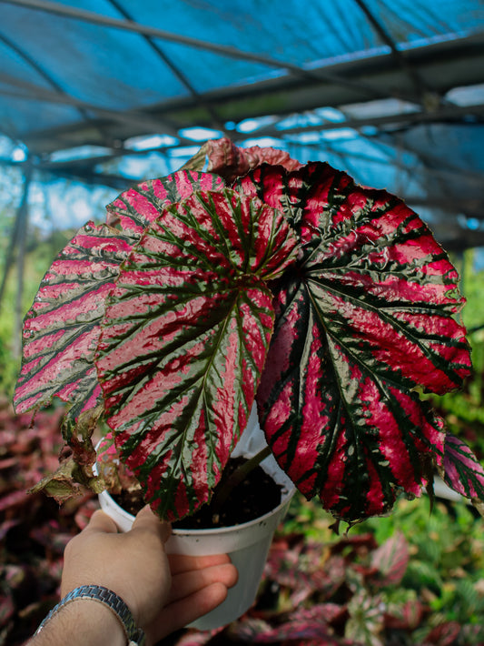Exotica Brevirimosa Begonia