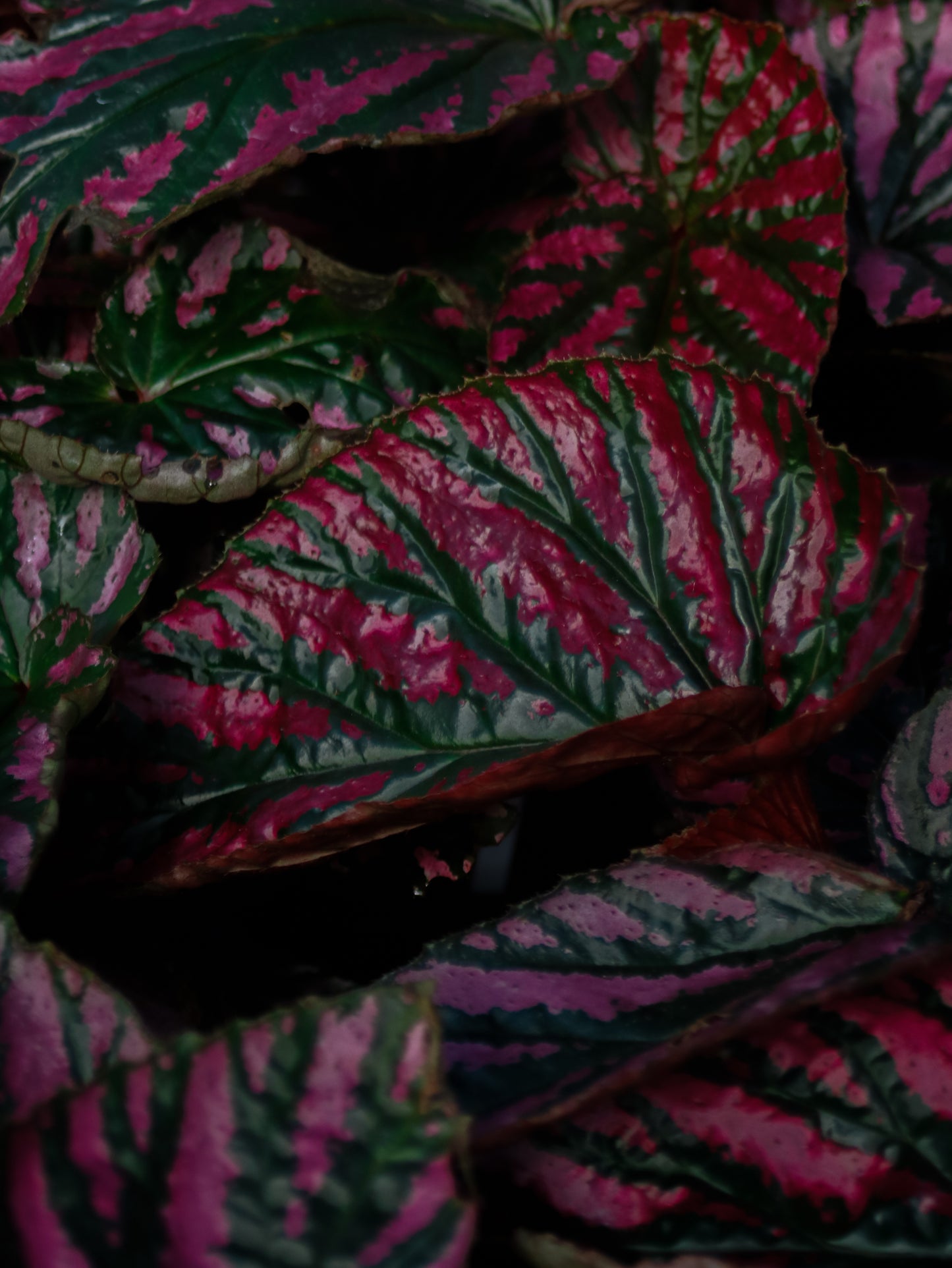 Exotica Brevirimosa Begonia