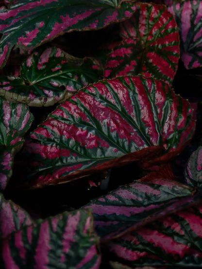 Exotica Brevirimosa Begonia