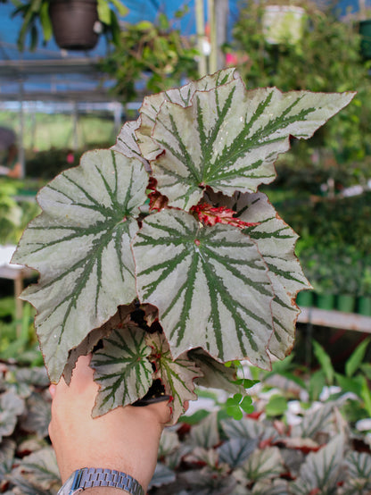 Begonia Looking Glass