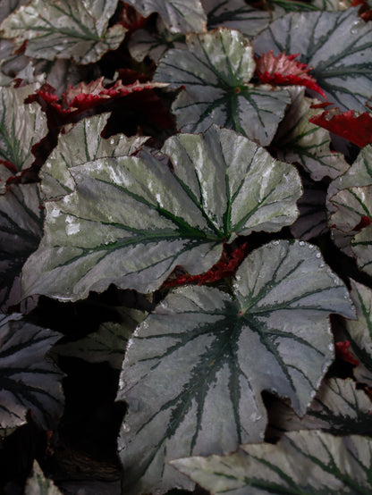 Begonia Looking Glass