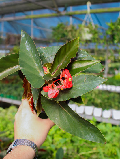 Dragon Wing Begonia