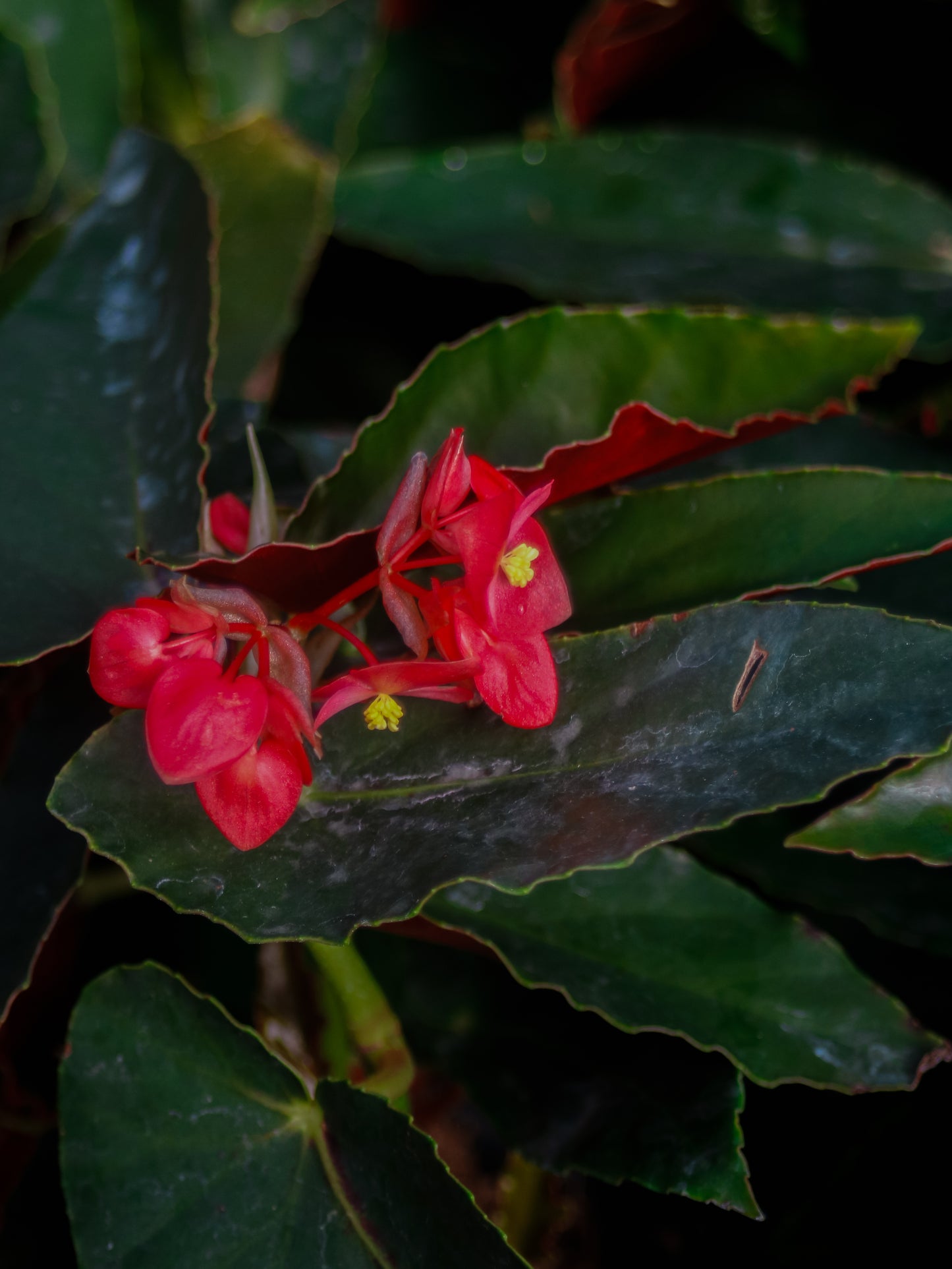Dragon Wing Begonia