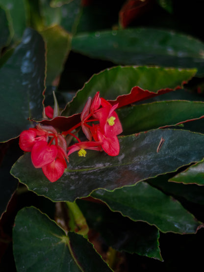 Dragon Wing Begonia