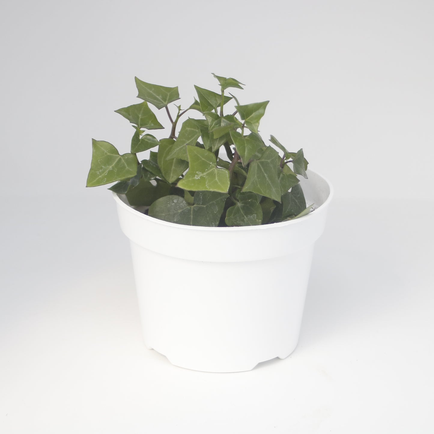 Green Wax Ivy Senecio