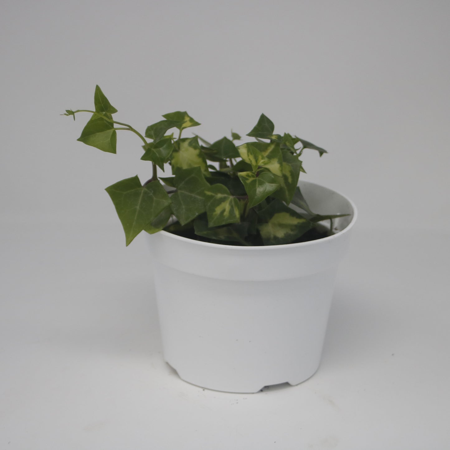 Variegated Purple Stem Wax Ivy Senecio