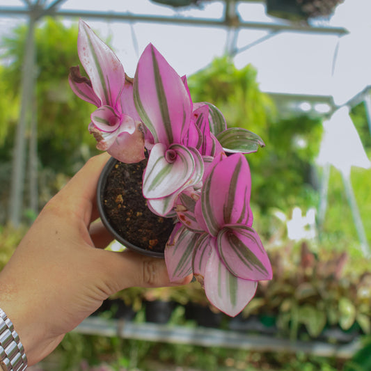 Nanouk Tradescantia