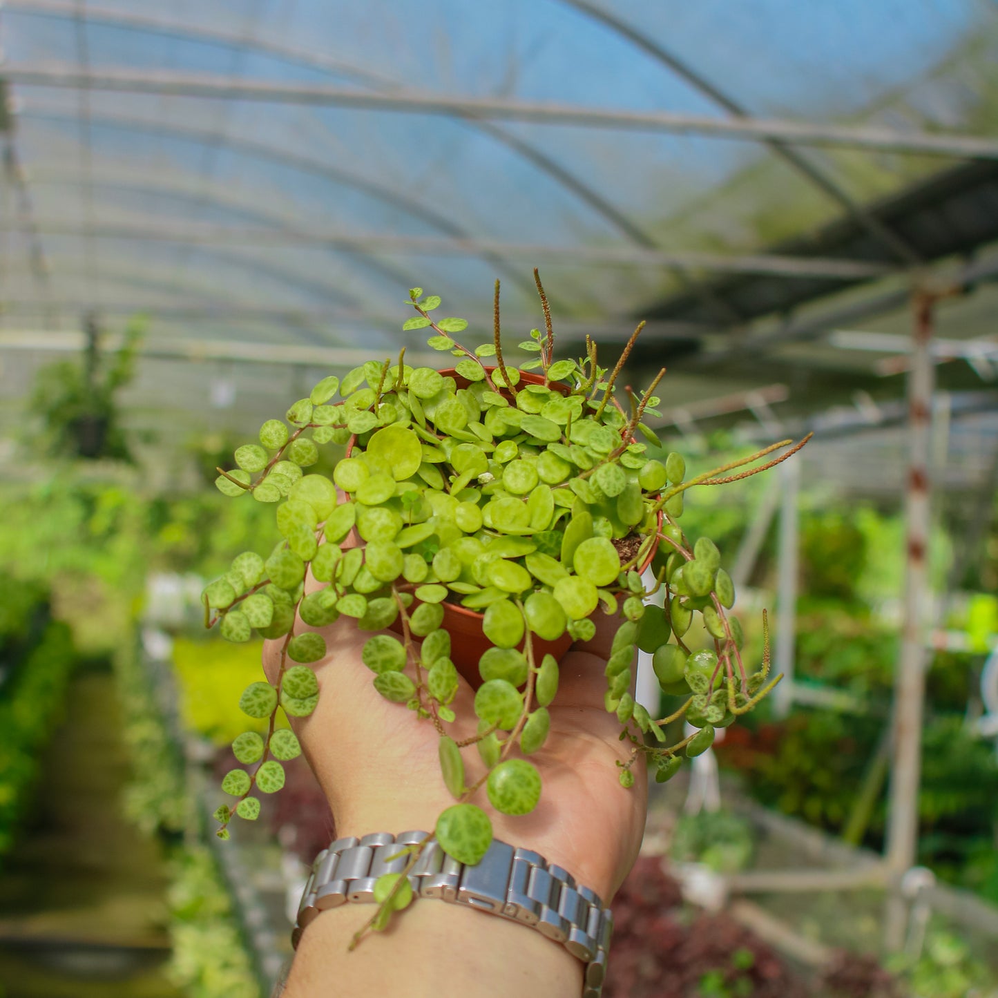 String of Turtle Peperomia