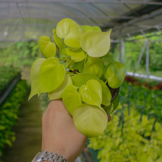 Neon Heartleaf Philodendron