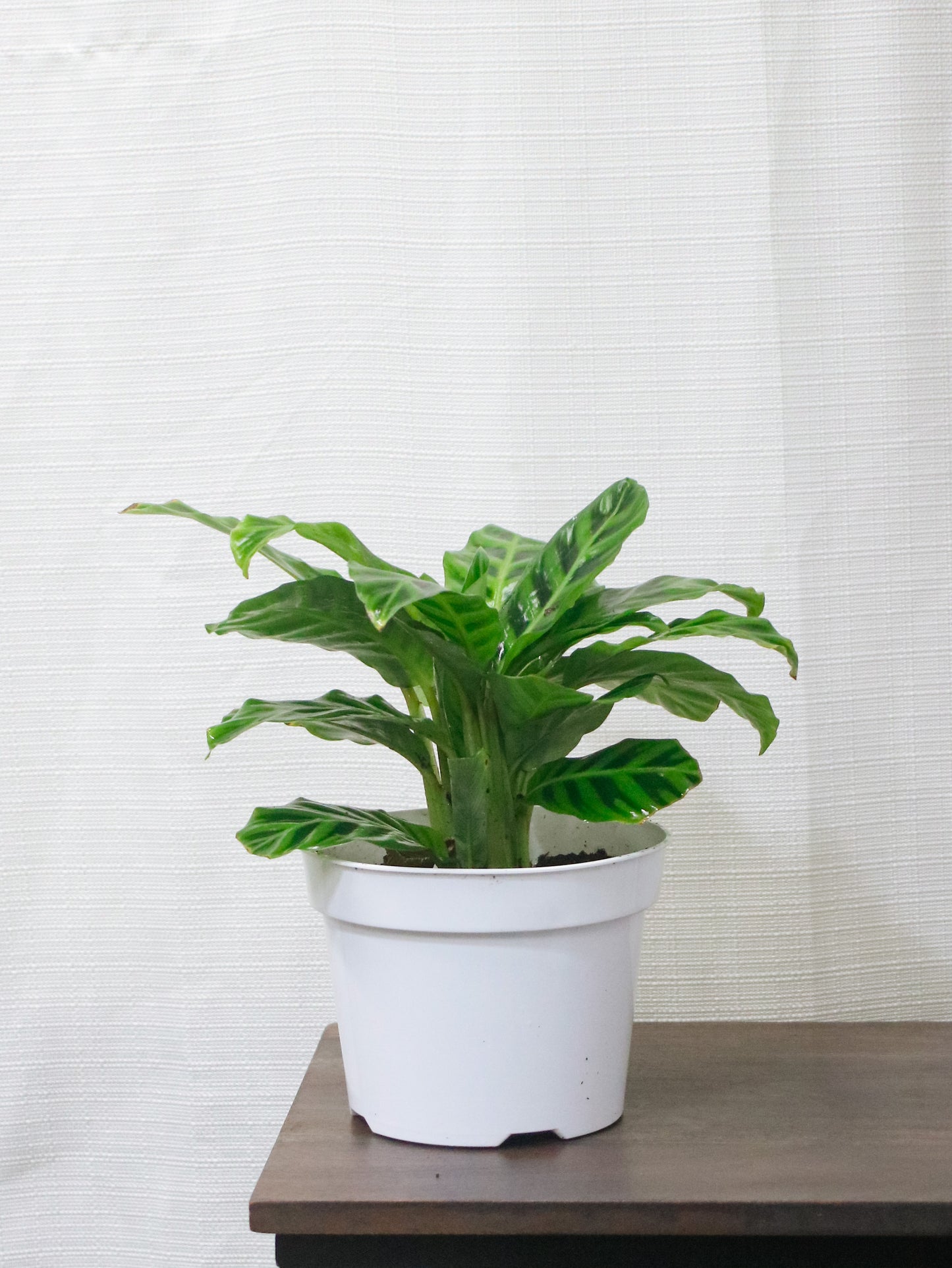 Calathea Zebrina