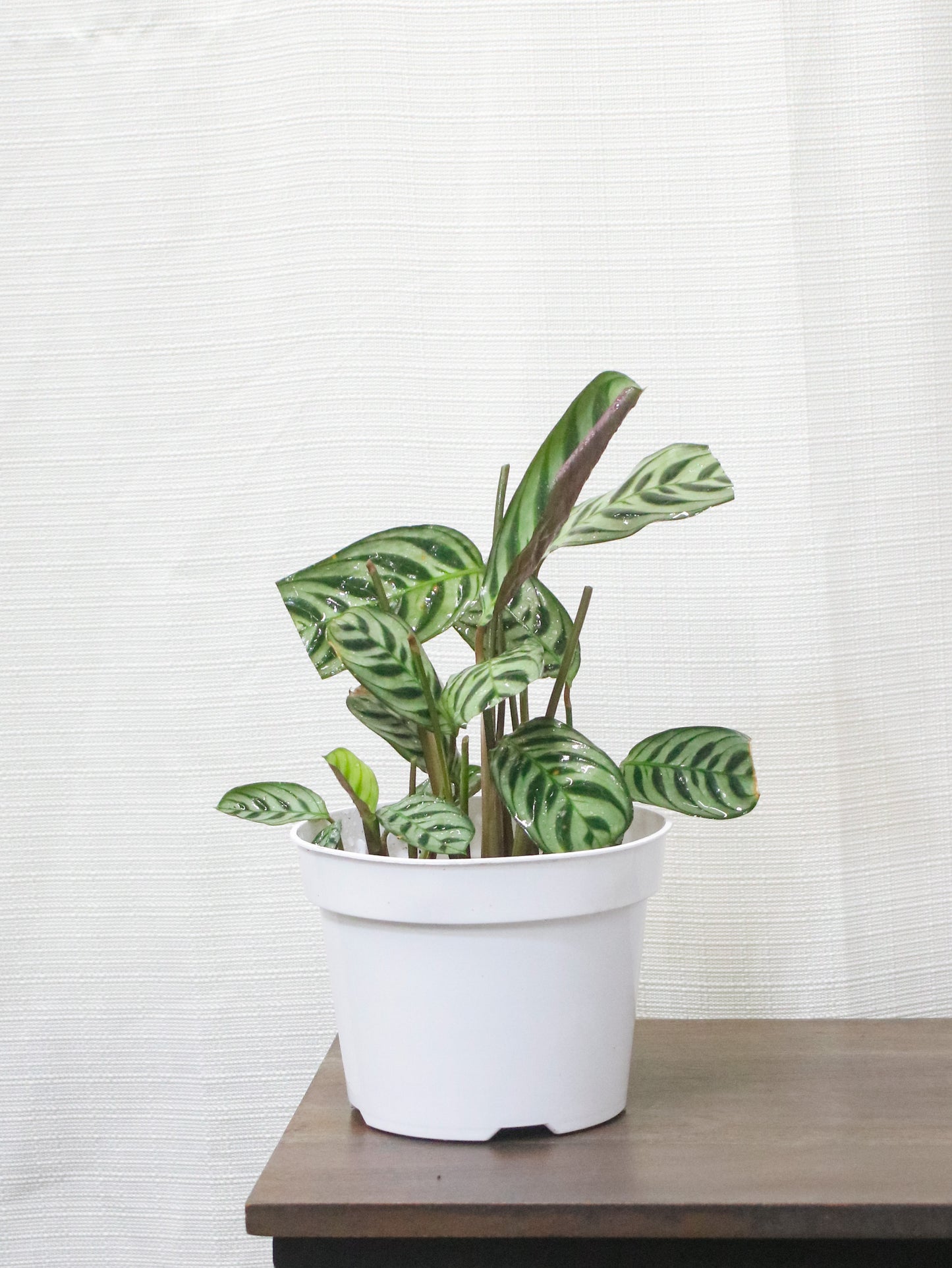 Fishbone Prayer Maranta