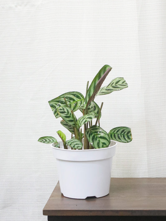 Fishbone Prayer Maranta