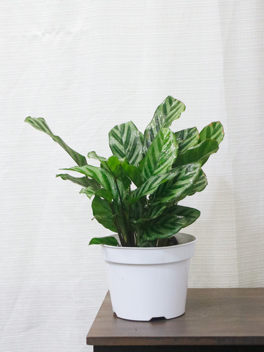 Calathea Freddy