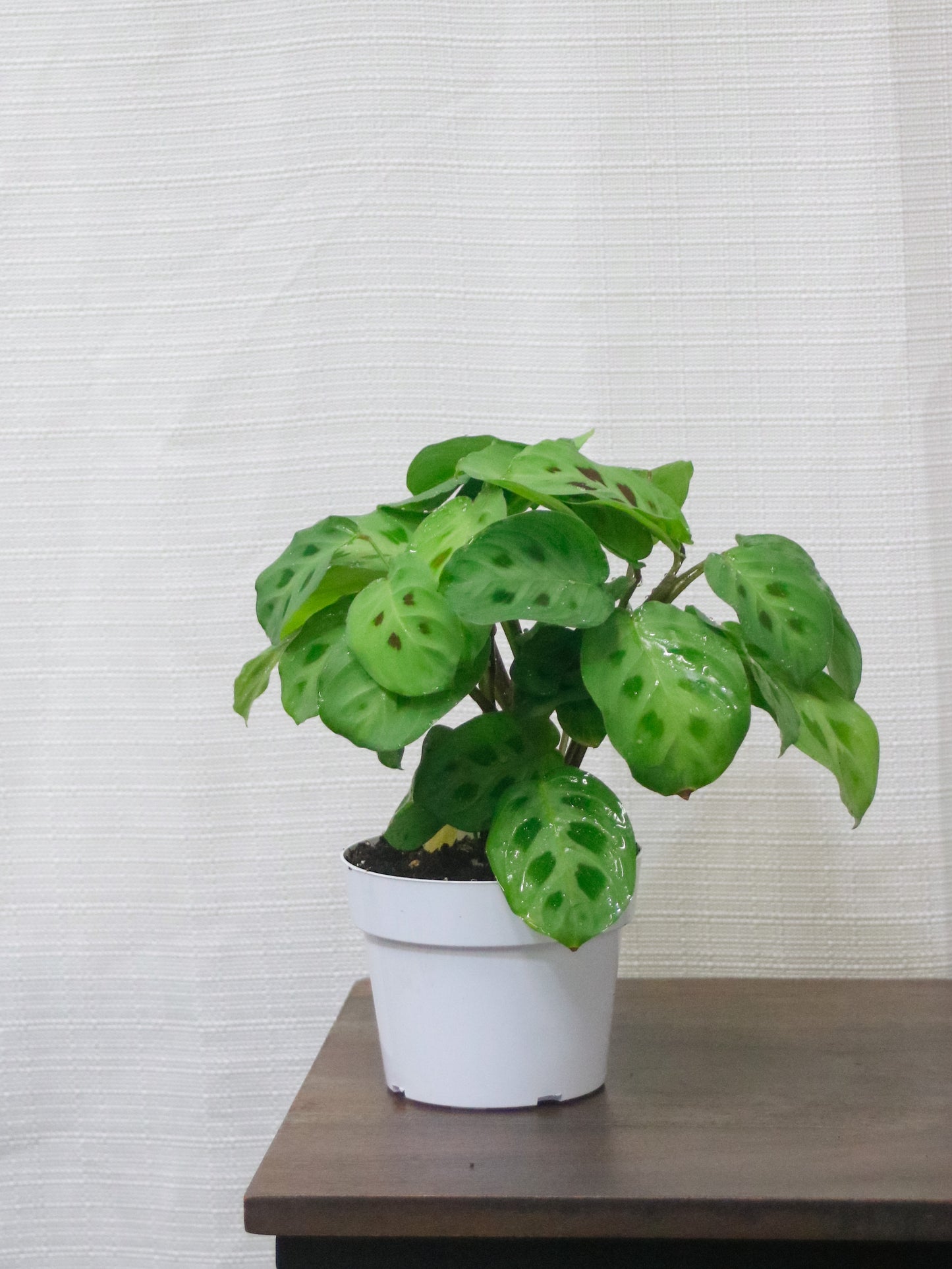 Green Prayer Maranta