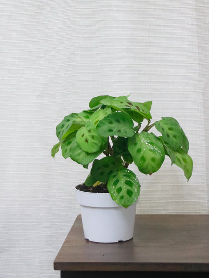 Green Prayer Maranta