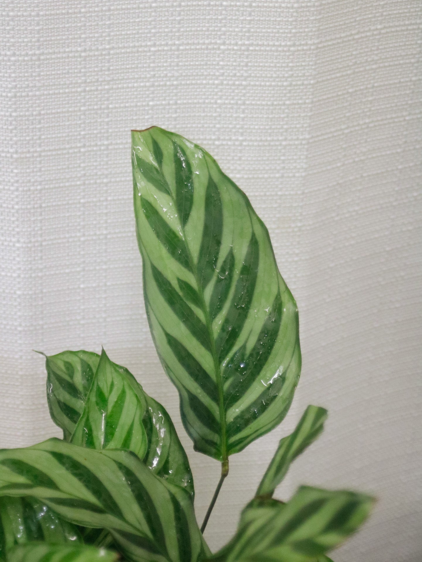 Calathea Freddy