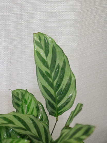 Calathea Freddy
