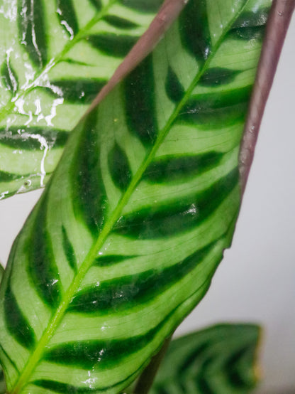 Fishbone Prayer Maranta