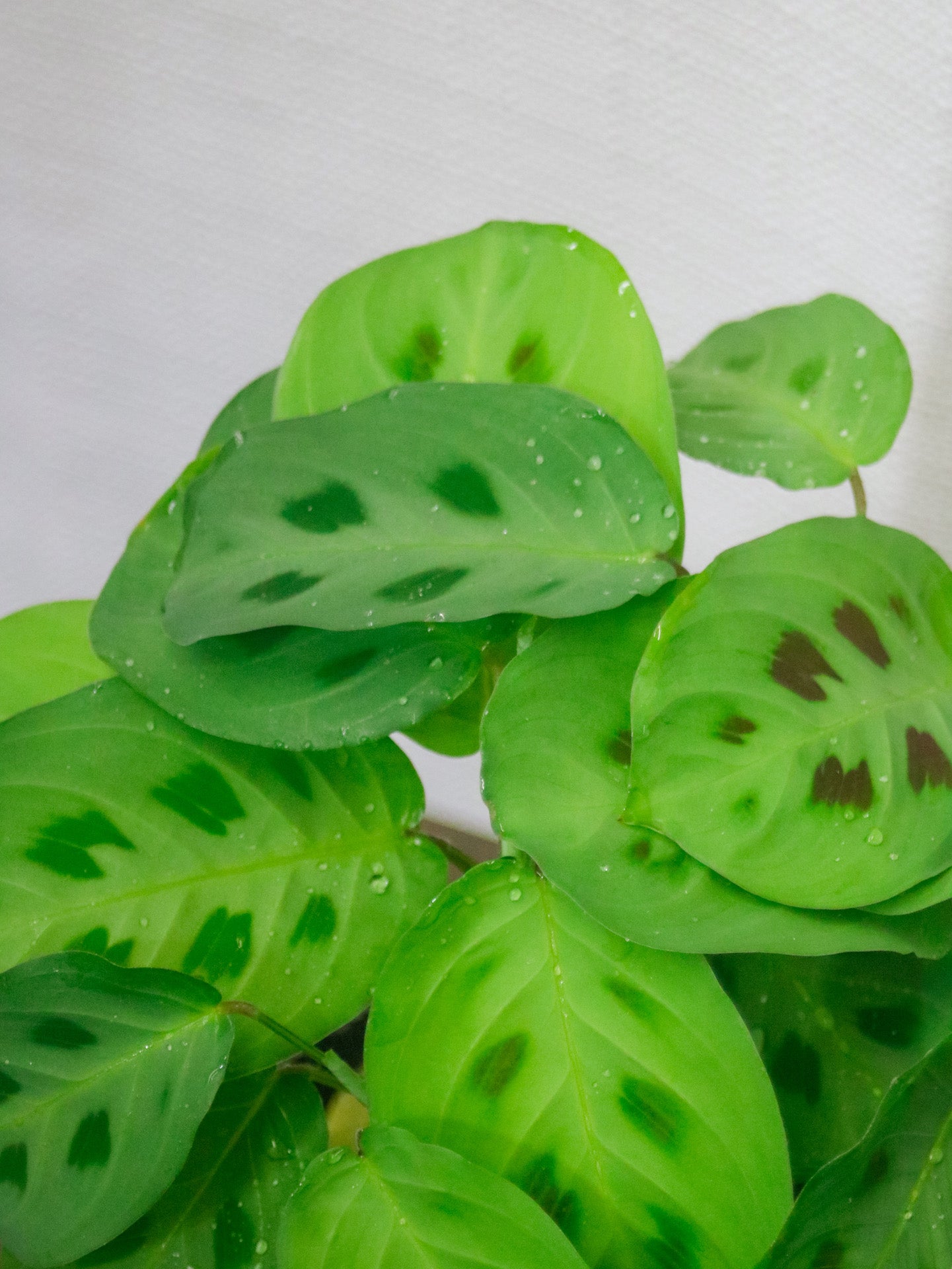 Green Prayer Maranta