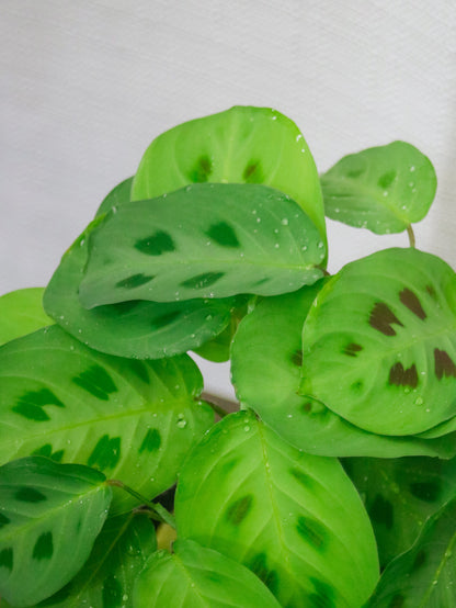 Green Prayer Maranta