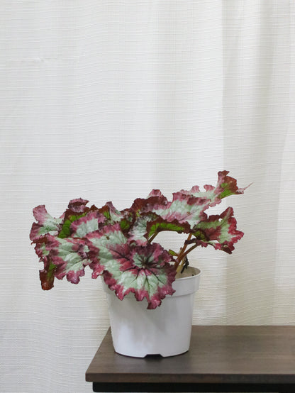 Fandango Begonia Rex